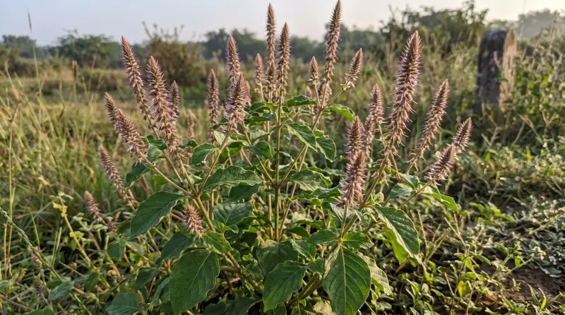 अपामार्ग / चिरचिटा (Achyranthes aspera)