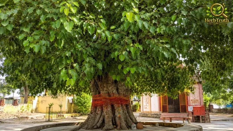 पीपल (Ficus religiosa)
