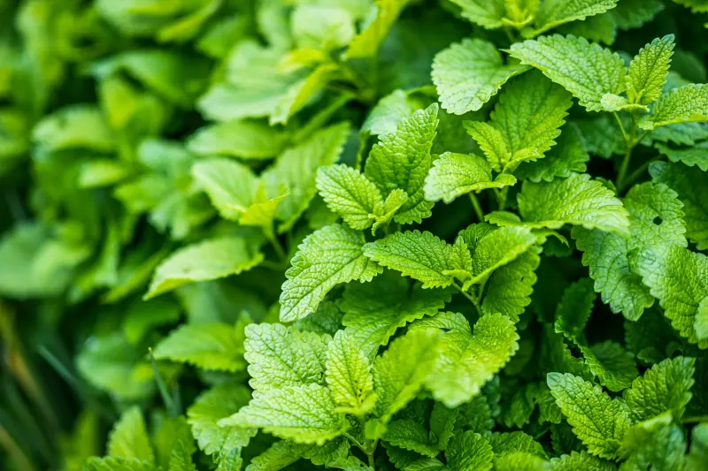 पुदीना, पुदीना पत्ती (Mentha spp.)